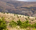 Veseli në Gjilan, mbjell fidane dhe bën thirrje për ruajtje të ambientit